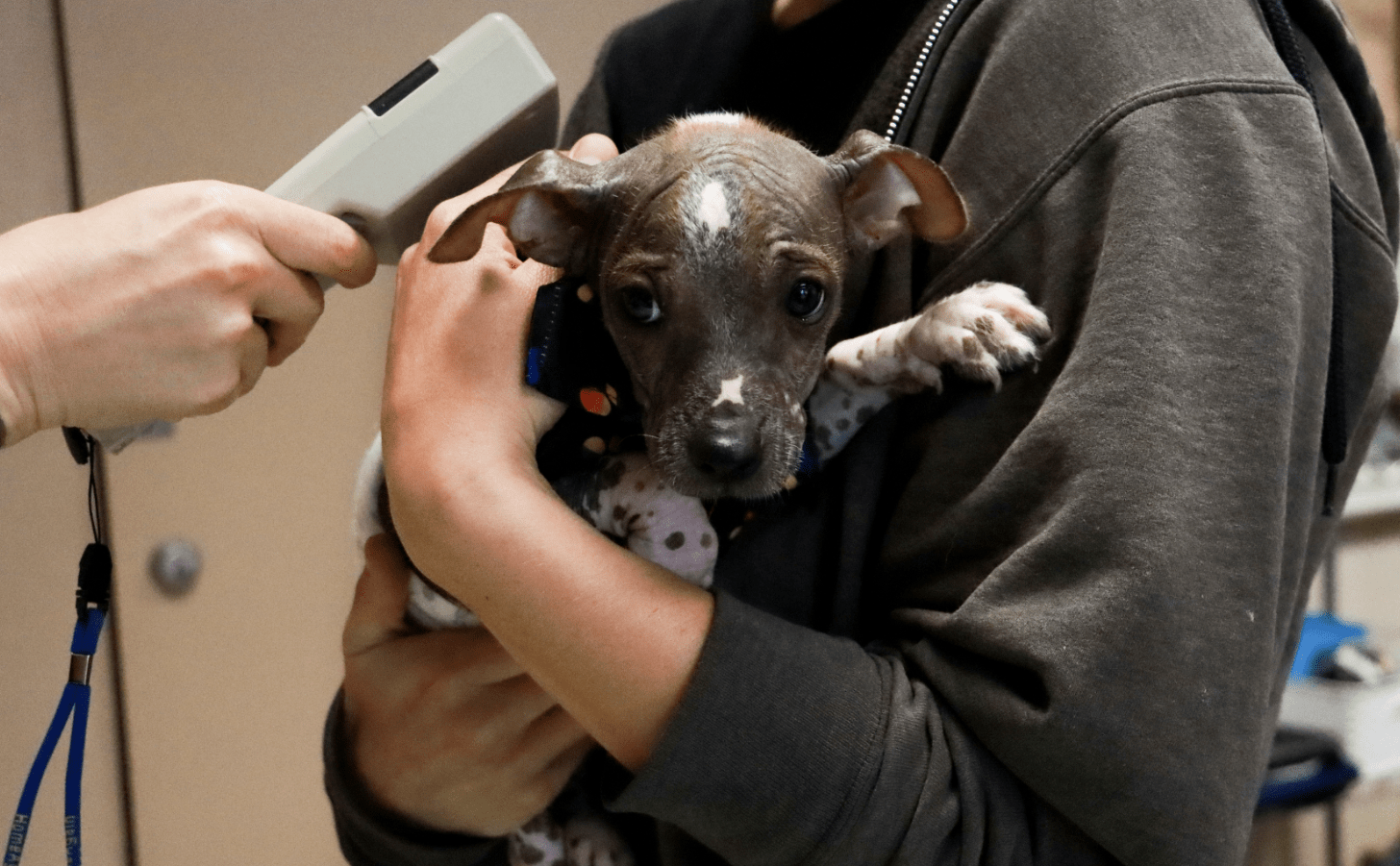 Humane Society offering free microchip service for pets ahead of July 4th