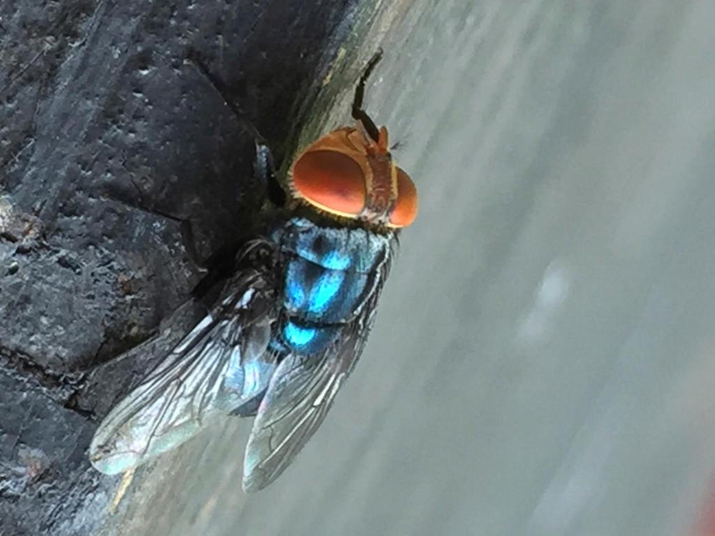 Screwworm fly infestation in Texas threatens the U.S. cattle industry