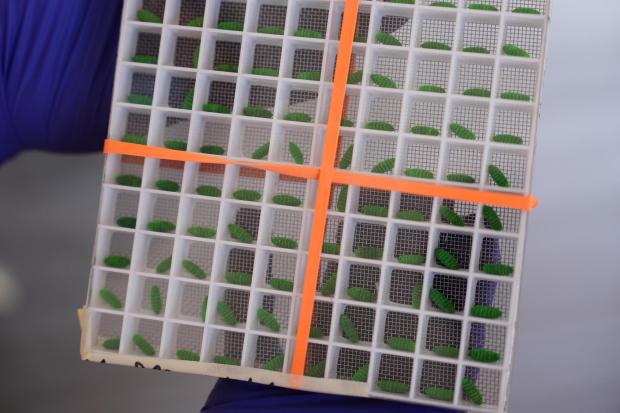 FILE - A test container of dyed fly pupae are displayed at a Domestic New World Screwworm Sterile Fly Production Facility to combat the northward spread of NWS and protect American livestock, in Edinburg, Texas, Feb. 9, 2026. (AP Photo/Eric Gay, File)