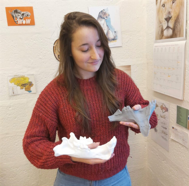 a woman with long hear examining casts of jawbones