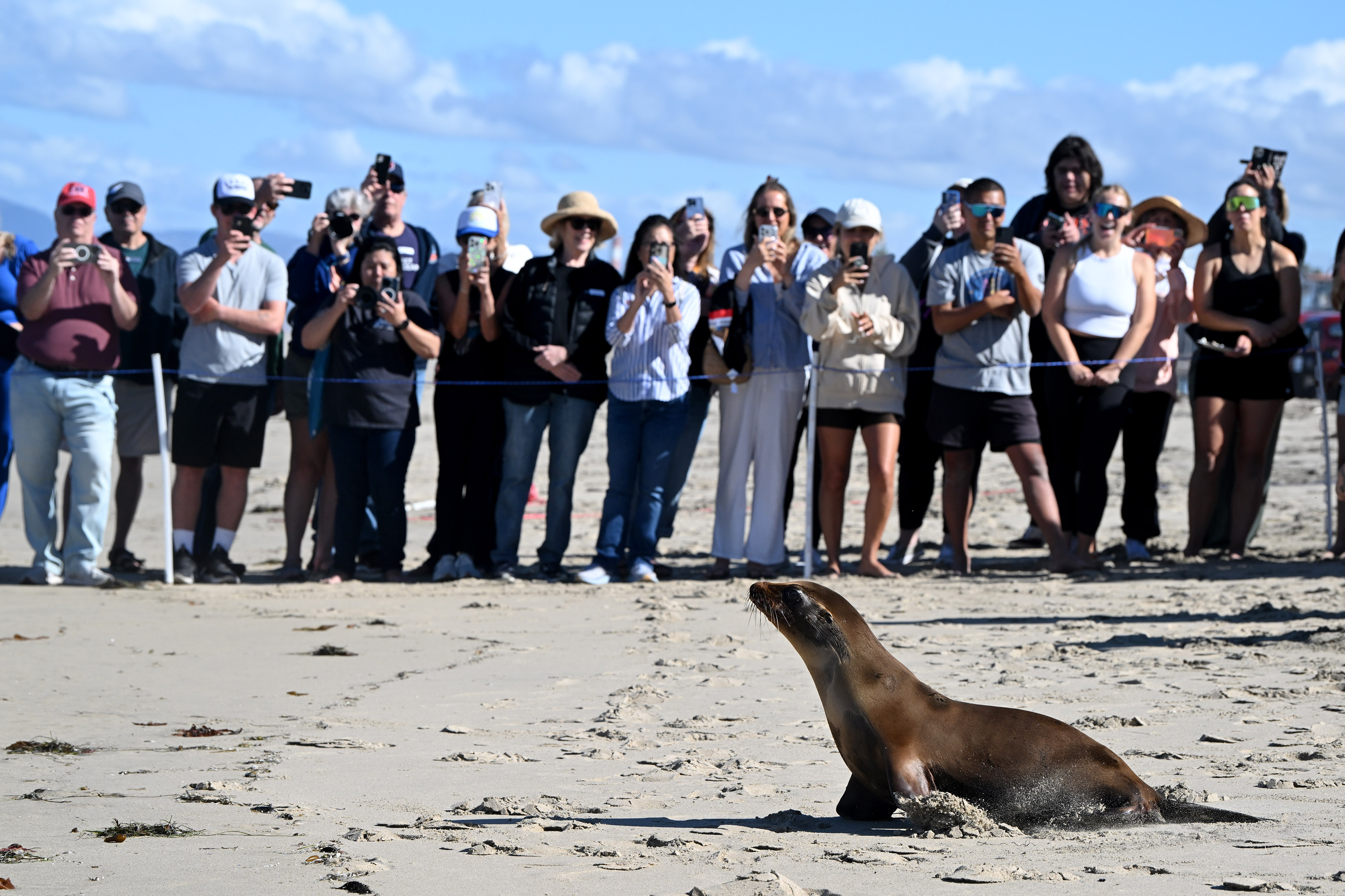 One of three sea lion pups makes its way to...