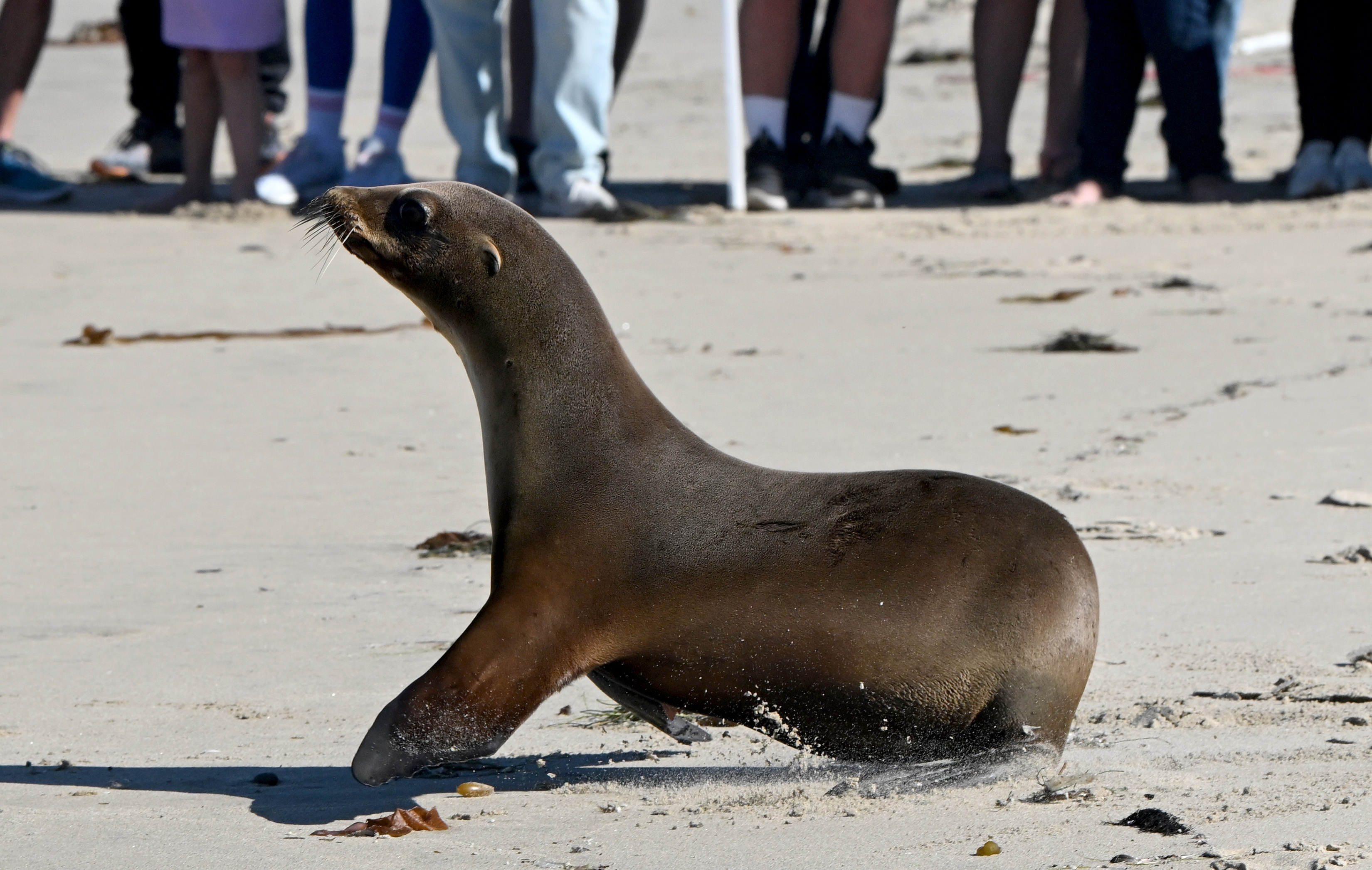One of three sea lion pups makes its way to...