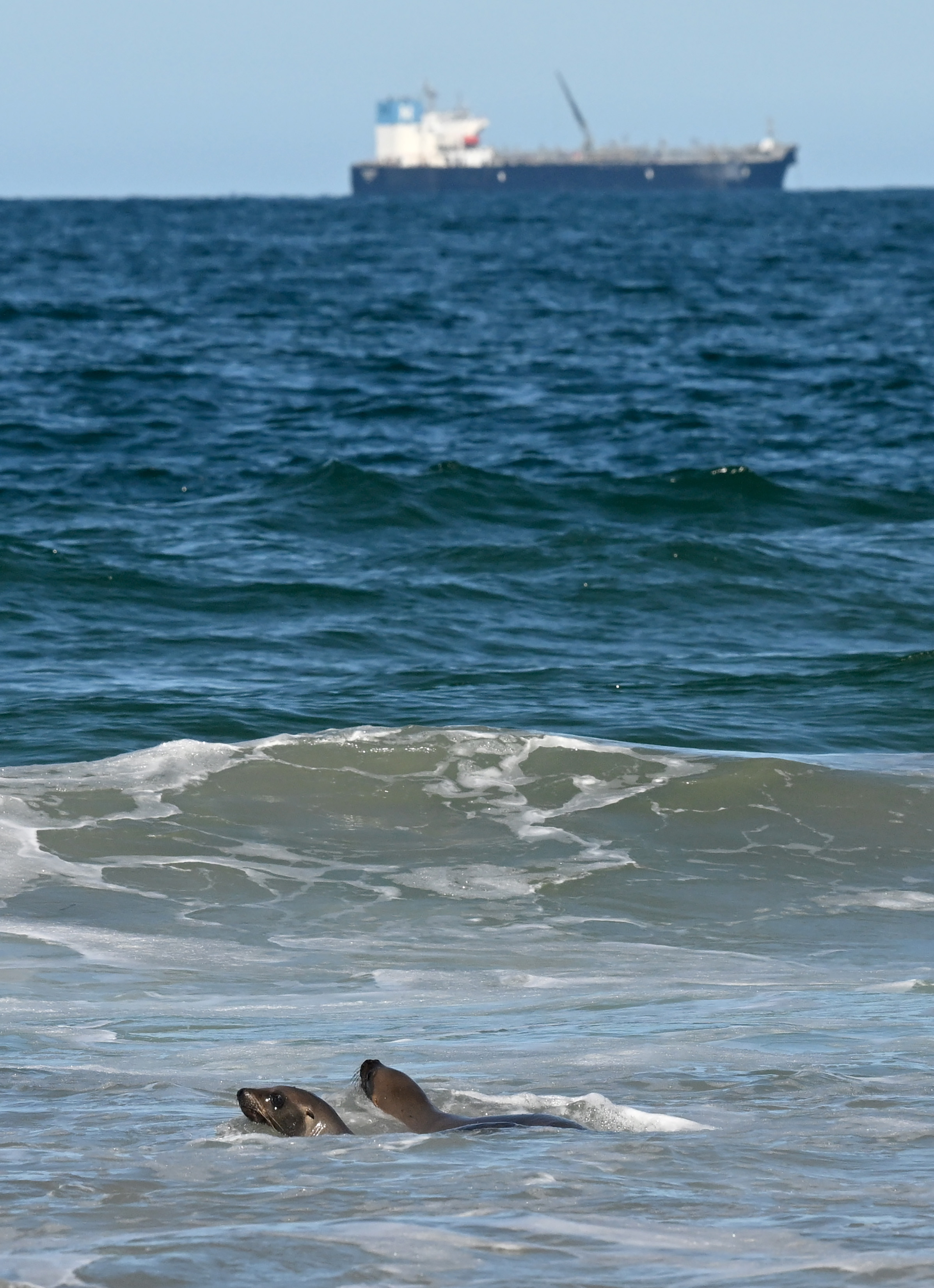 Two sea lion pups swim away in Manhattan Beach after...