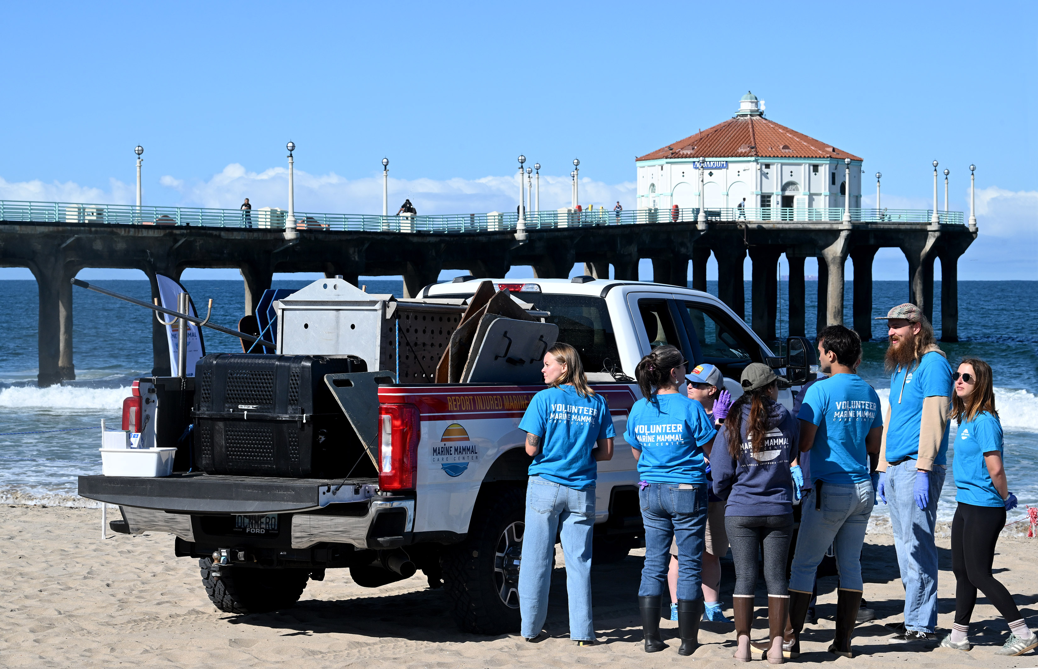 Three sea lion pups wait for their release in Manhattan...
