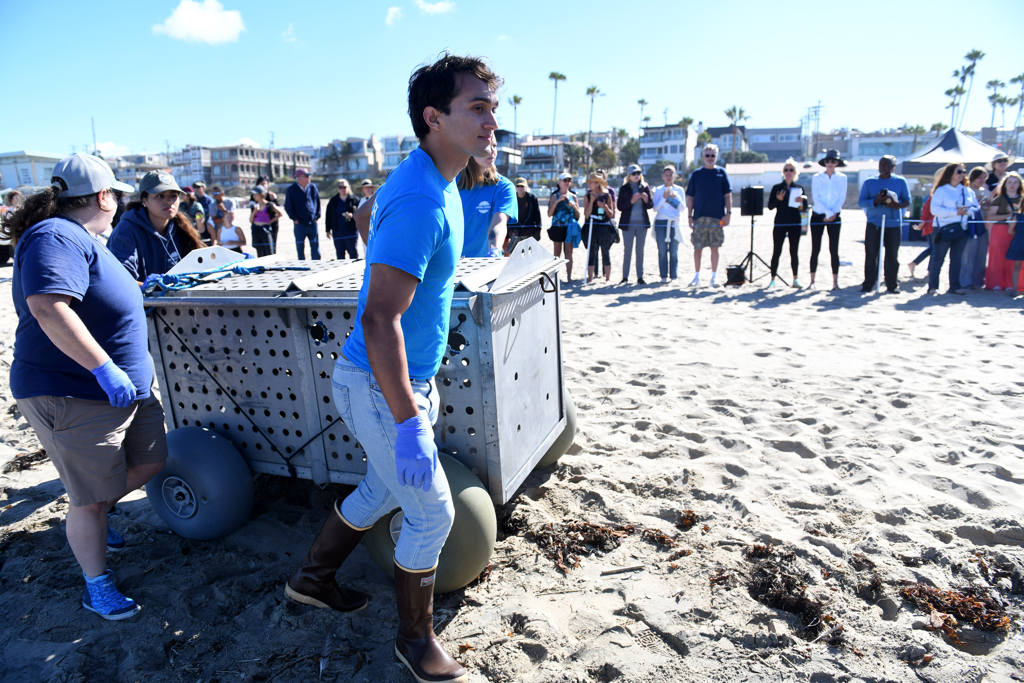 Volunteers with the Marine Mammal Care Center (MMCC) help with...