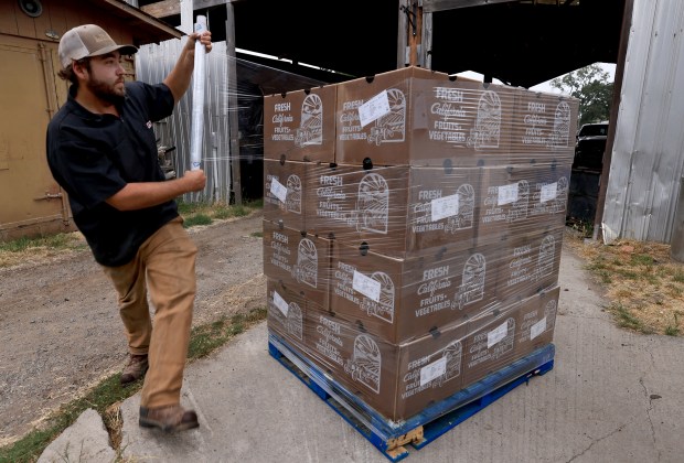 Alex Kuhn, the farm manager at New Family Farm in Sebastopol, wraps a pallet of kale for delivery on Wednesday, June 17, 2026. (Kent Porter / The Press Democrat)