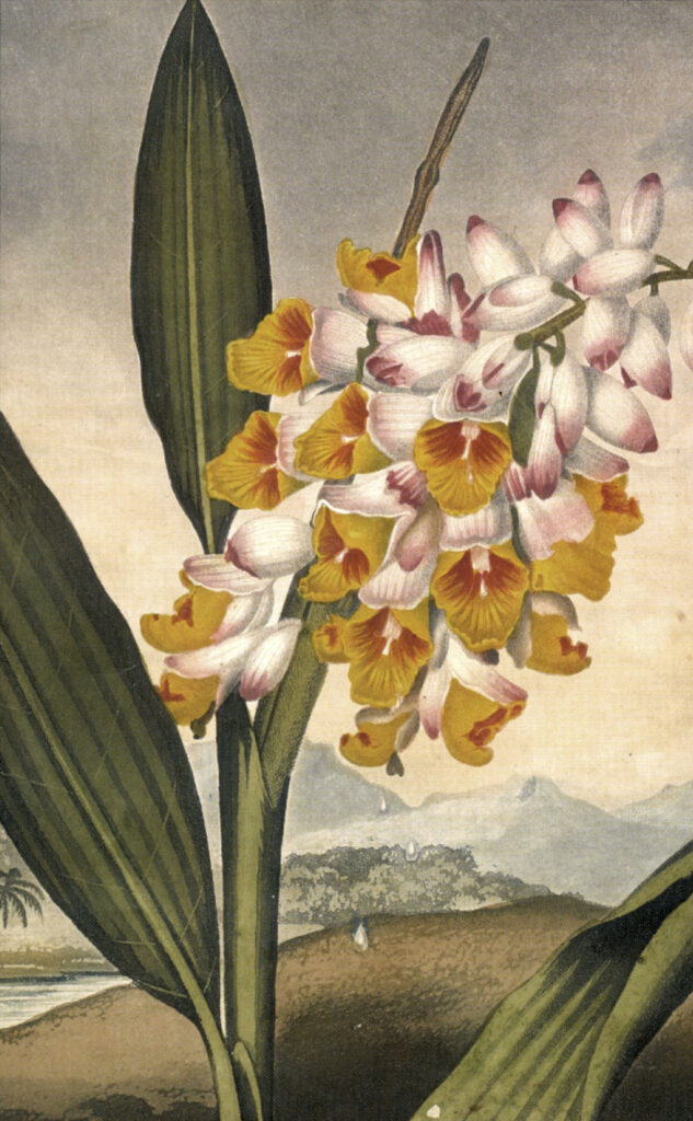 A botanical illustration from the early 19th century showing a blossoming Alpinia nutans (Shell Ginger) with yellow and crimson-striped flowers and large green leaves. The plant stands against a hazy, dramatic landscape of tropical hills and mountains under a cloudy sky.