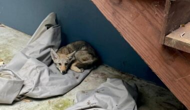 Look: Trapped coyote rescued from walled backyard of San Francisco home