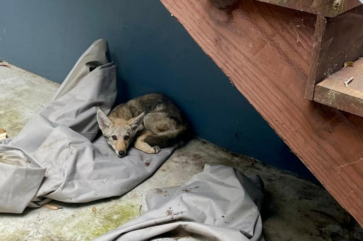 Look: Trapped coyote rescued from walled backyard of San Francisco home