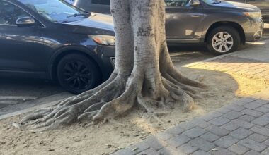 Seal Beach faces ficus tree lawsuit