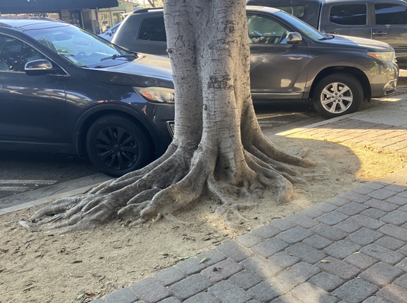 Seal Beach faces ficus tree lawsuit