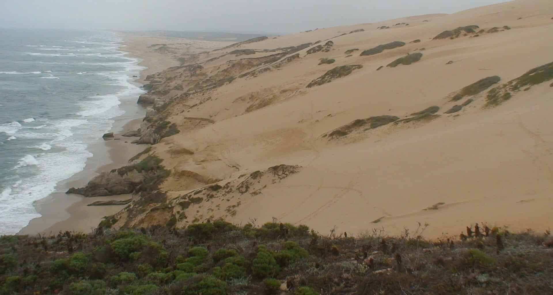 California’s Coastal Dunes Are Vanishing. Over 60% Have Disappeared Since 1850
