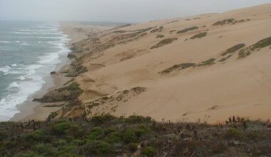 California’s Coastal Dunes Are Vanishing. Over 60% Have Disappeared Since 1850