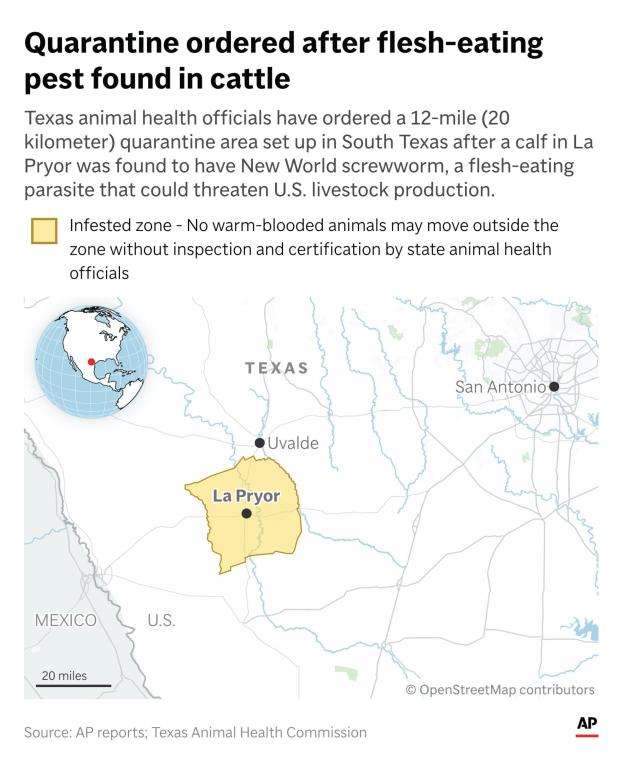 Officials have imposed a quarantine zone to control the spread of New World screwworm, which was found in a calf in La Pryor, Texas. (AP Digital Embed)