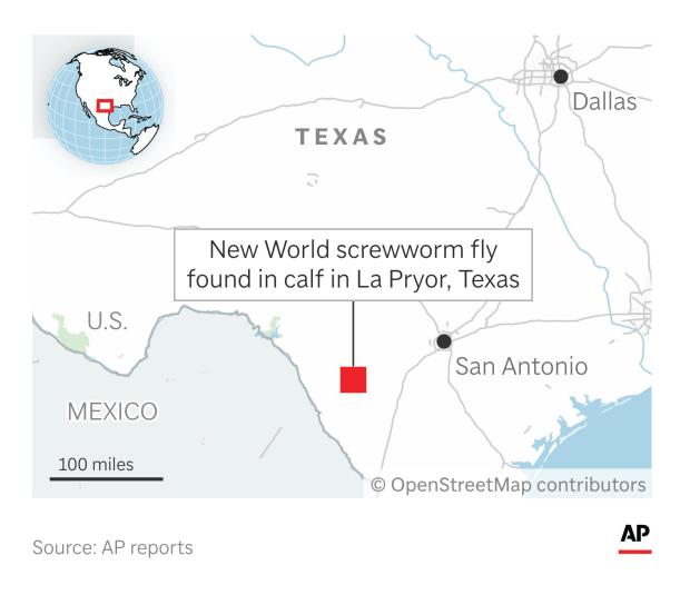 A flesh-eating pest that could pose a threat to livestock was found in a calf in Texas. (AP Digital Embed)