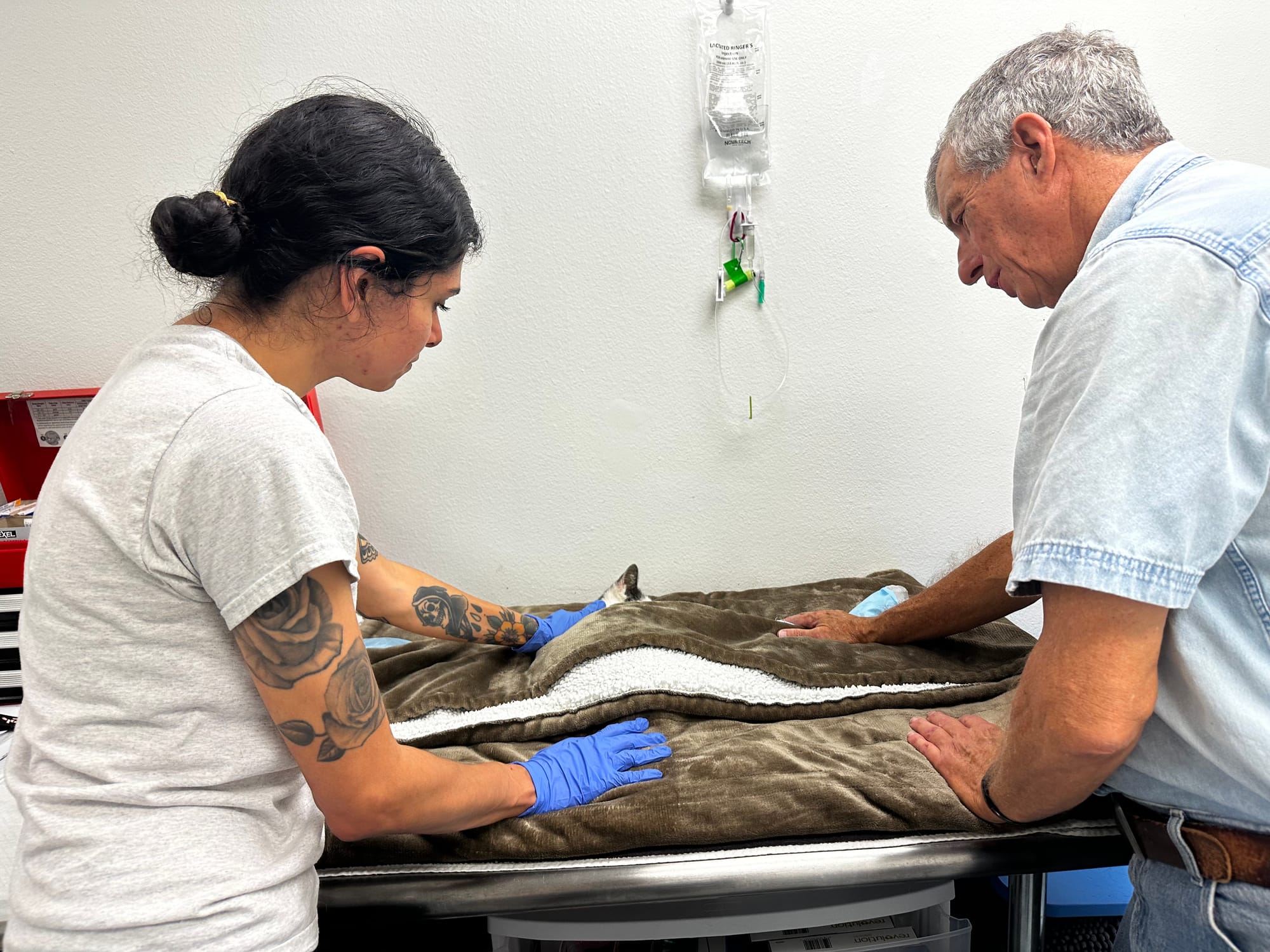 A man and a woman gently place their hands on a cat lying beneath a blanket.