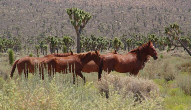 County officials seek donations to care for horses rescued in Julian