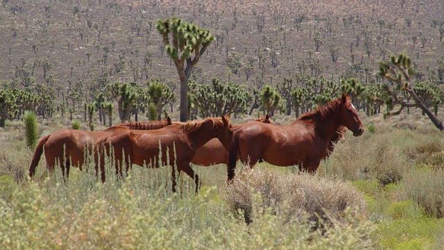 County officials seek donations to care for horses rescued in Julian