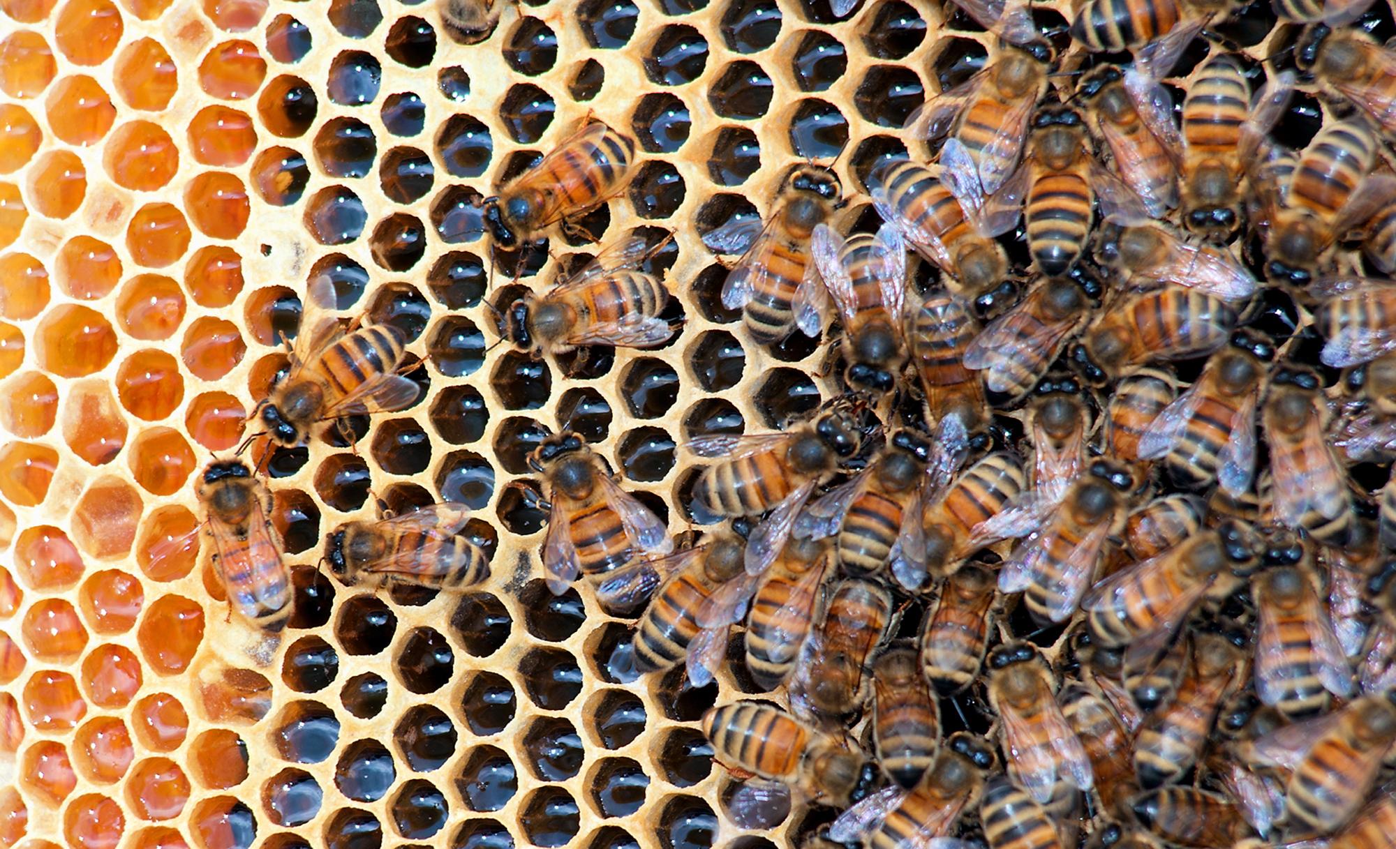 FILE – Honeybees fill a hive at Golden Angels Apiary...