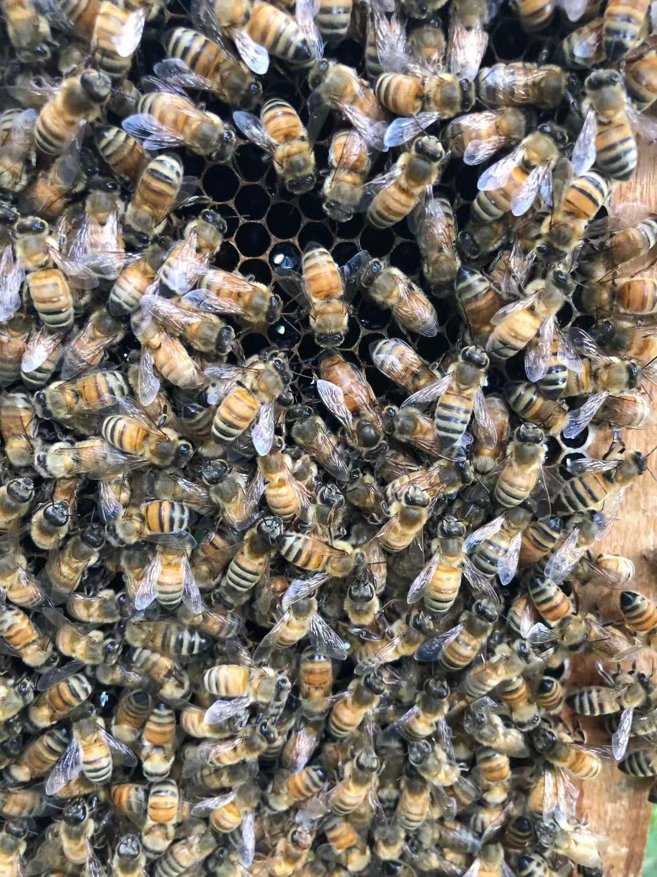 This 2021 image provided by Kai Wang shows various honeybees....