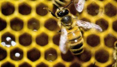 A diet of royal jelly isn’t the only thing that makes a queen bee