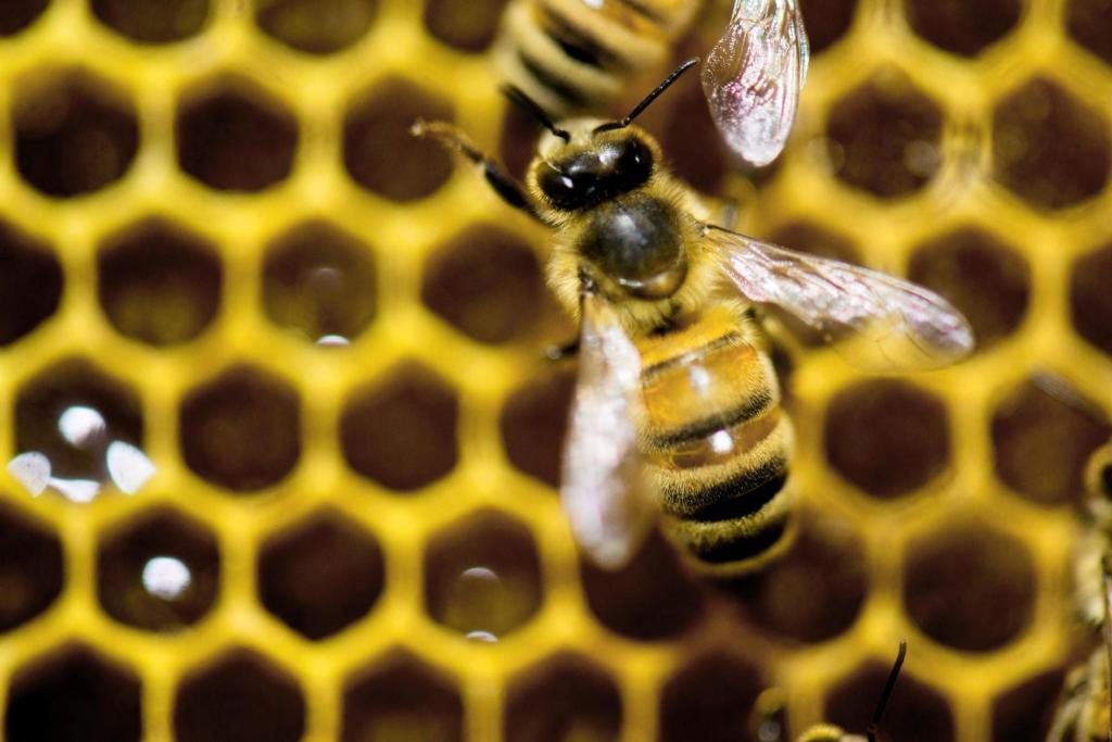 A diet of royal jelly isn’t the only thing that makes a queen bee