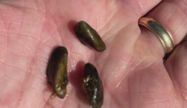 Golden mussels detected in Port of West Sacramento prompts message to boaters