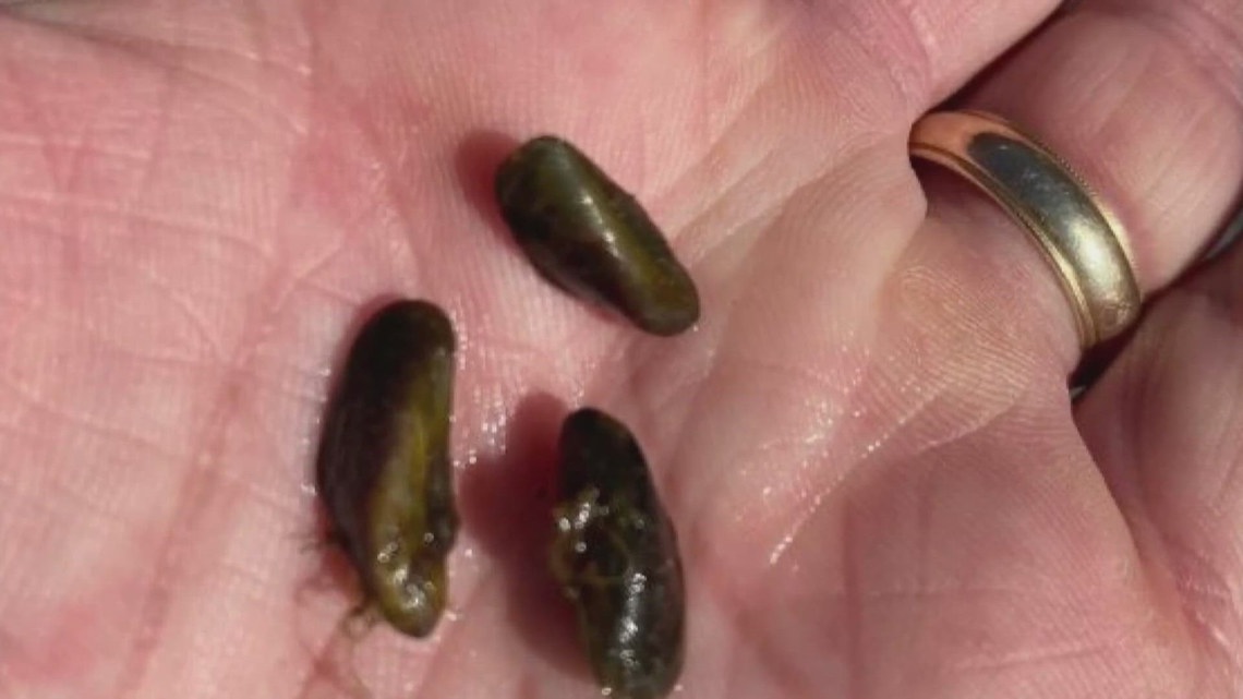 Golden mussels detected in Port of West Sacramento prompts message to boaters