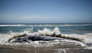 San Francisco Bay became a whale death trap. This new tech could help reverse the trend.