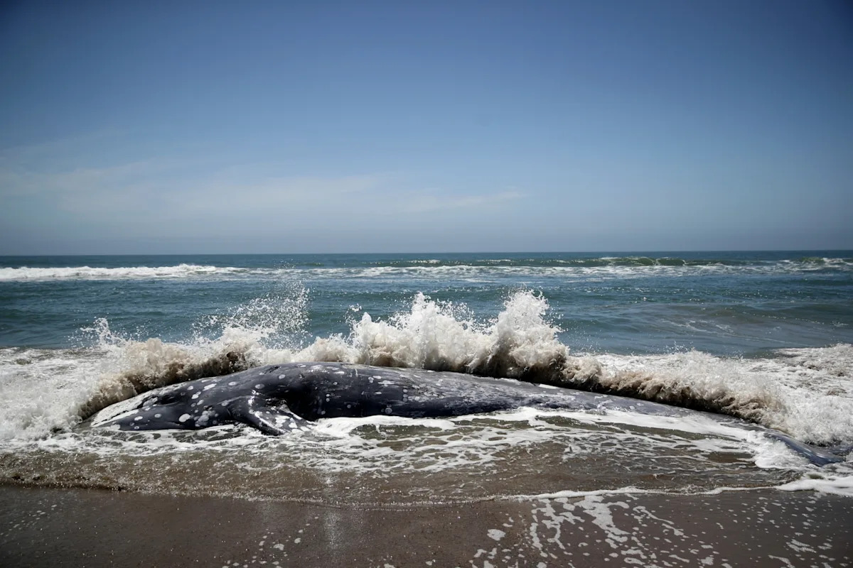 San Francisco Bay became a whale death trap. This new tech could help reverse the trend.