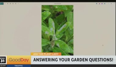 Marlene the Plant Lady 9am pt 1