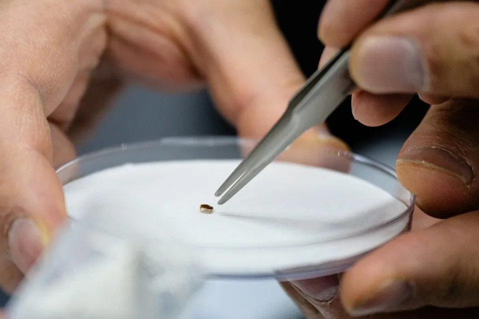 The headquarters has been invaded by the blood-sucking bugs, forcing the evacuation of several floors of the agency’s building. AFP via Getty Images