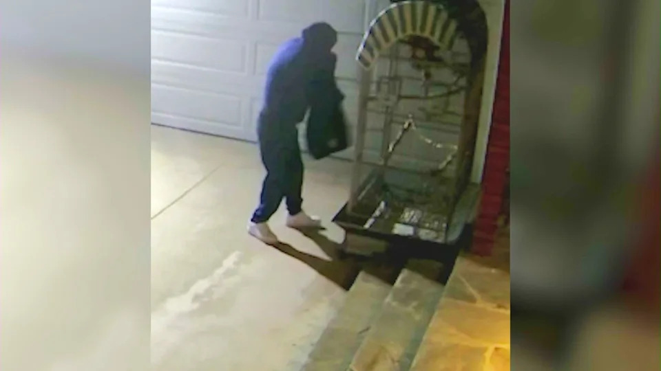 Surveillance cameras captured two hooded and masked suspects breaking into Harley's cage and stealing the parrot from a Long Beach home on June 5, 2026. (Winter Family)