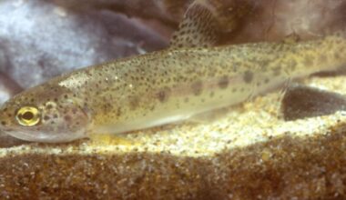 Judge upholds protections for Southern California steelhead trout