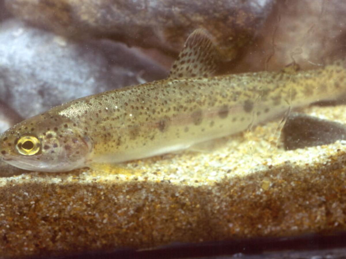 Judge upholds protections for Southern California steelhead trout