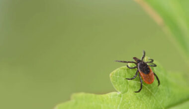 New case of extremely rare tick-borne illness detected in California
