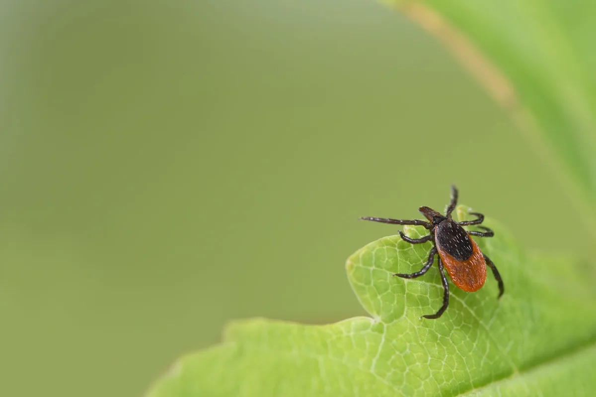 New case of extremely rare tick-borne illness detected in California