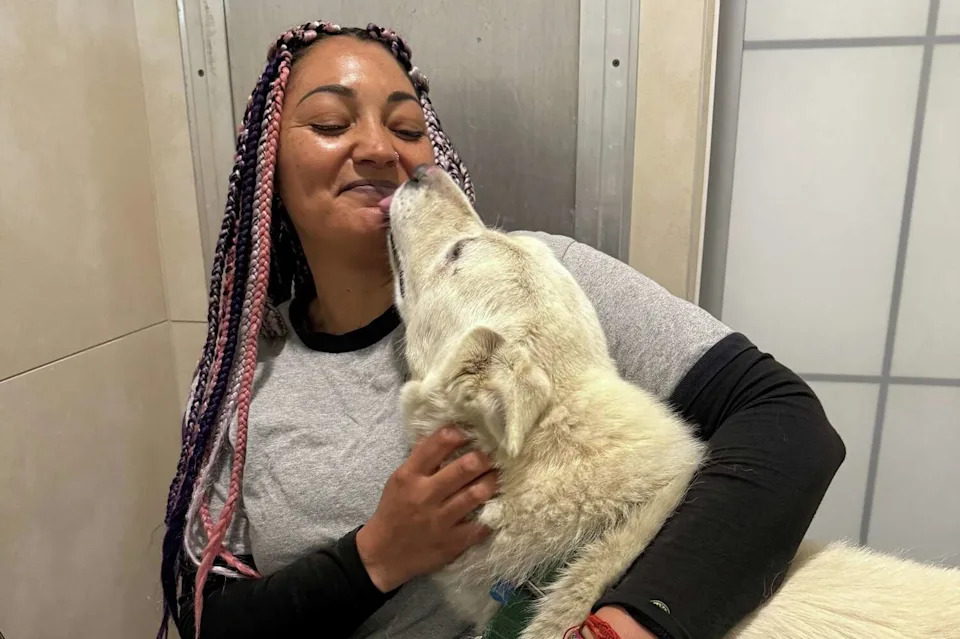Dogs recently returned from Miranda's Rescue are now back in the care of Bay Area shelters, including Napa County Animal Shelter and Berkeley Animal Care Services. (Berkeley Animal Care Services)