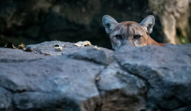 Ring video shows young mountain lion roaming California neighborhood before it is found under a car