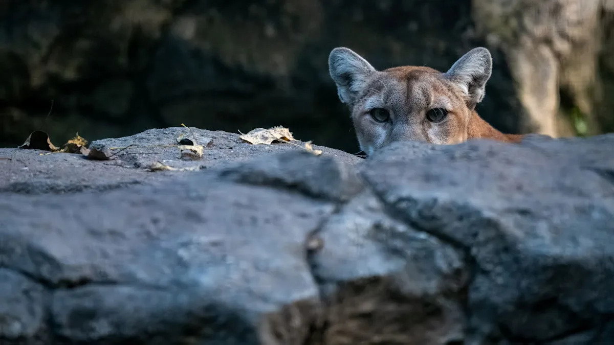 Ring video shows young mountain lion roaming California neighborhood before it is found under a car