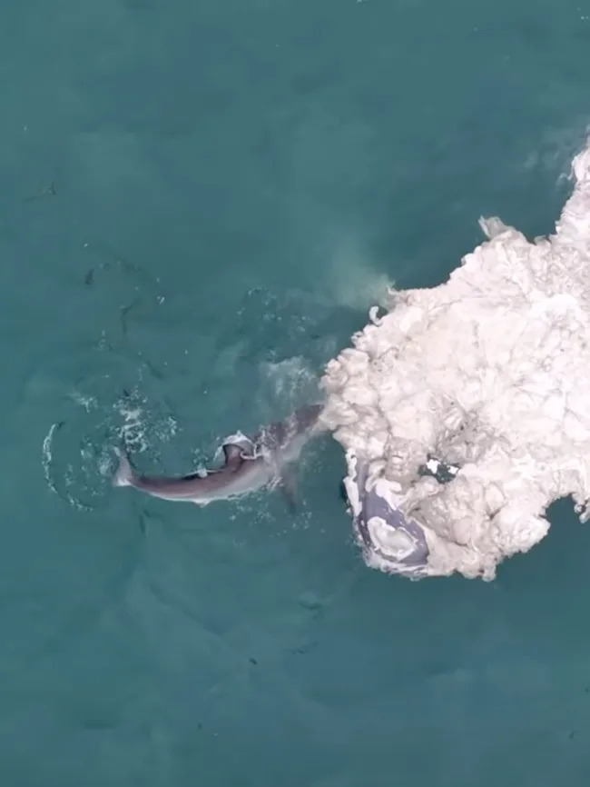 The video was shot off Martin’s Beach just south of Half Moon Bay. Instagram/@drone_guy650