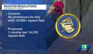 Sacramento County supervisors propose rooster limits in unincorporated areas