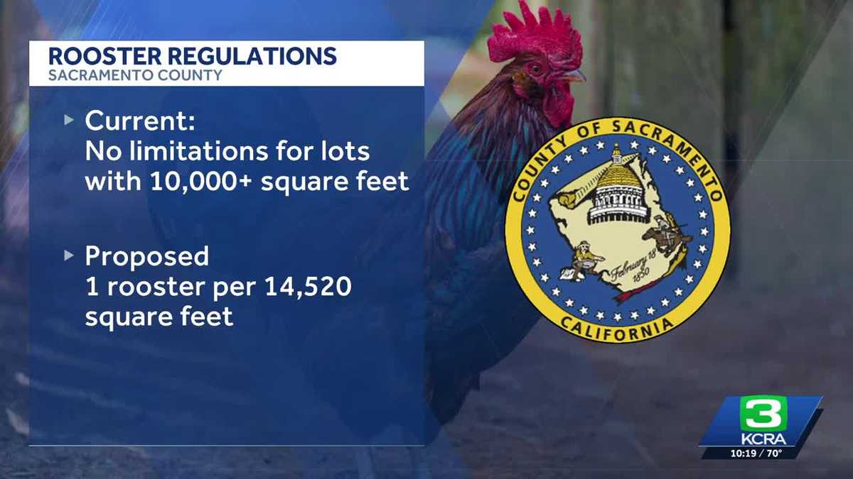 Sacramento County supervisors propose rooster limits in unincorporated areas