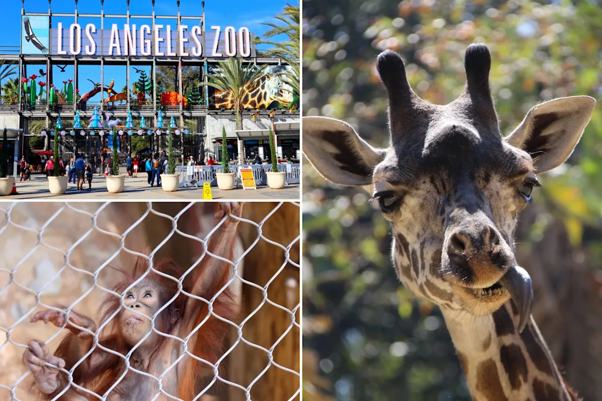 LA Zoo sees visitors disappear as city resists critical change that would save it
