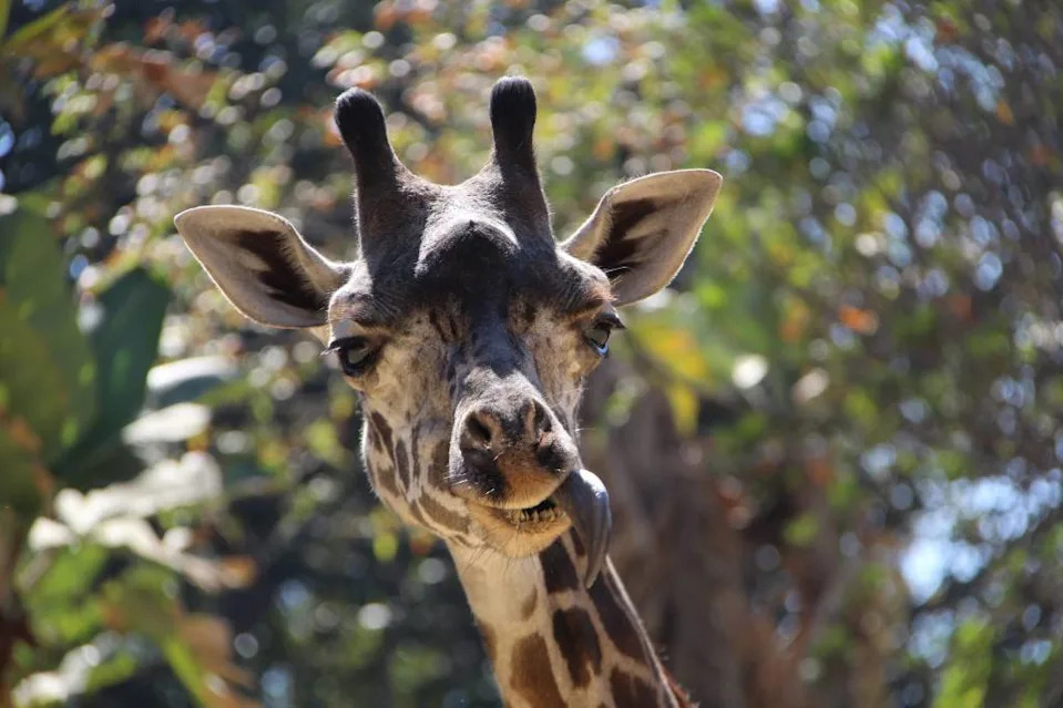 LA remains locked in a legal dispute with the Greater Los Angeles Zoo Association, or GLAZA, over a $50 million endowment. USA TODAY Network via Reuters Connect