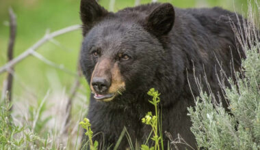 Bear attacks California couple, man subdues it with hatchet