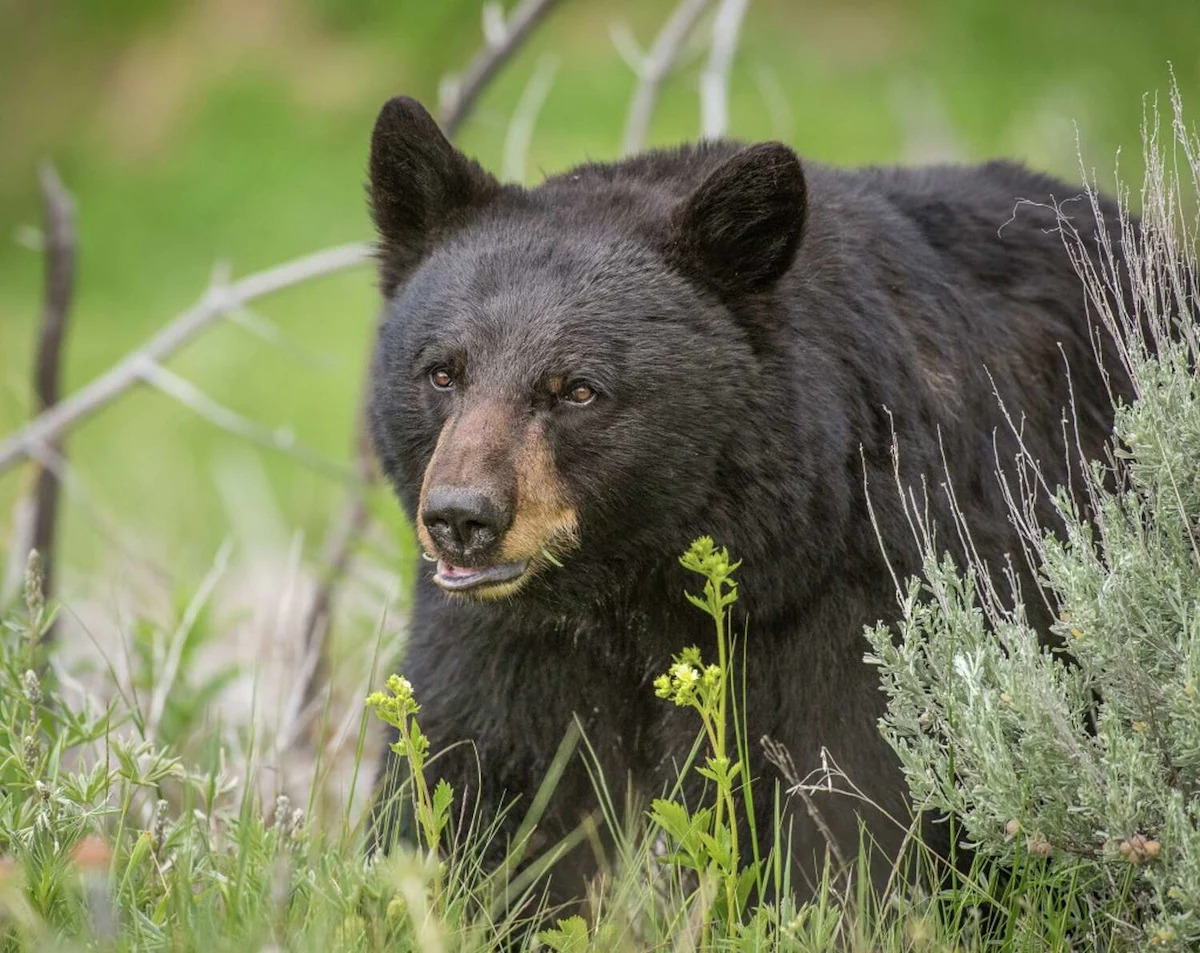 Bear attacks California couple, man subdues it with hatchet
