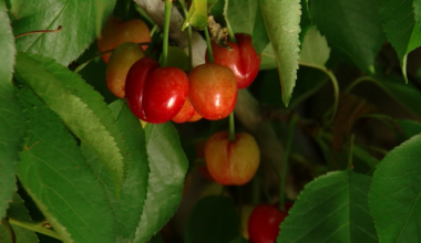 Kern County suffers significant cherry crop loss due to heat wave, rainfall