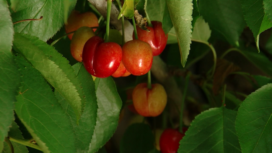 Kern County suffers significant cherry crop loss due to heat wave, rainfall