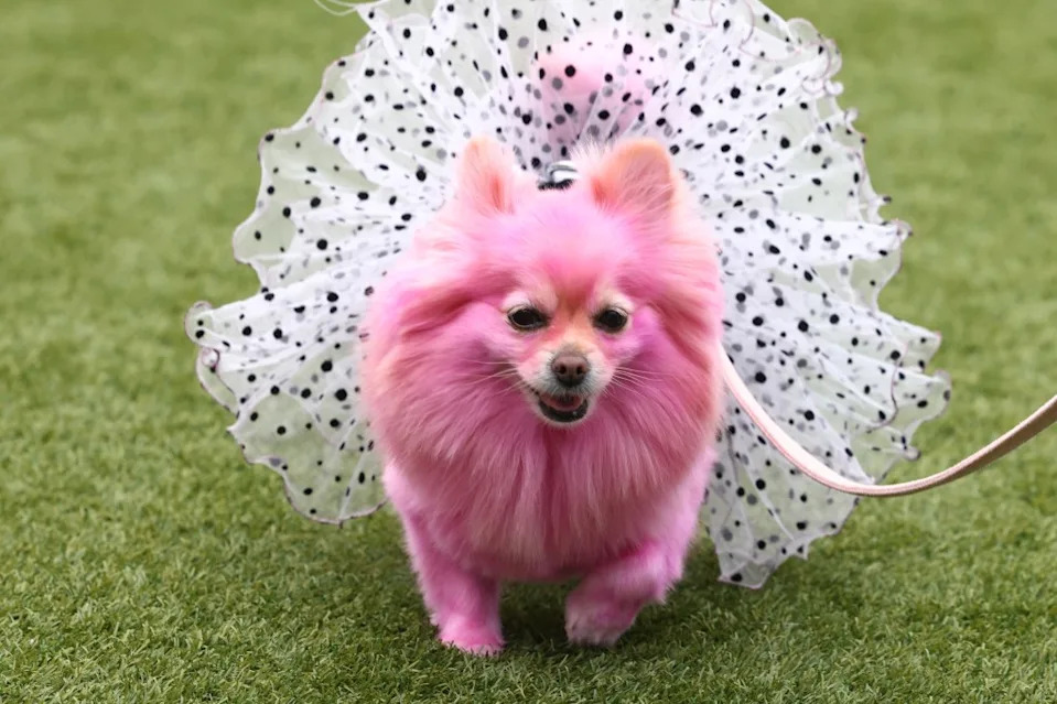 Edith, a pink dog wearing a white polka-dotted tutu. Jonathan Alcorn for CA Post